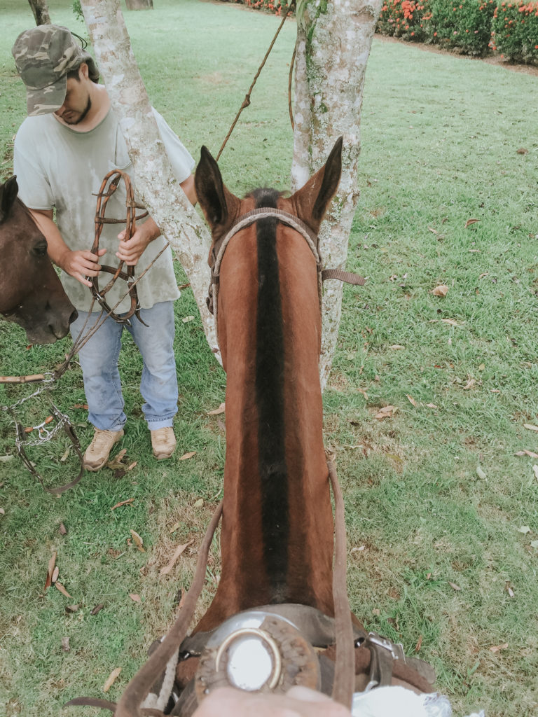 Horse in colombia